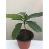 Loquat Tree 20 PCs Loquat Seeds Tropical Tree Sweet Fruit
