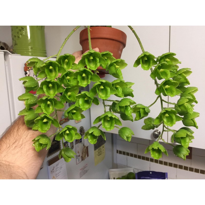 Tezula Plants Florikan 16-5-11 NPK MAX 180 Day Timed Release