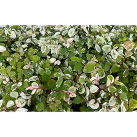 Breynia Snow Bush Key West Plants | 3 Live Seedlings | Breynia disticha | Flowering Accent | Sun Loving Garden Variety