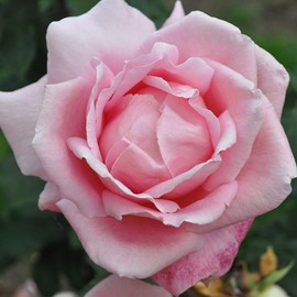 Heirloom Roses Rose Plant - Tiffany Pink Rose Bush, Hybrid Tea Live Plant for Planting Outdoors