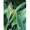 HELICONIA YELLOW TORCH LOT OF 6 RHIZOMES