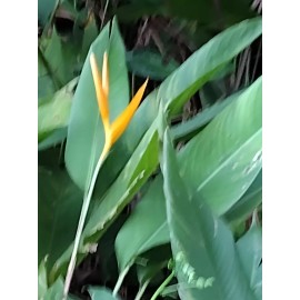 HELICONIA YELLOW TORCH LOT OF 6 RHIZOMES