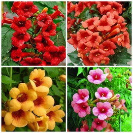 Trumpet Vine Seeds for Planting - 50+ Mixed Hummingbird Trumpet Vine Seeds Non GMO Open Pollinated & Attracts Pollinators