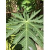 Fresh Papaya Leaves 4 oz.
