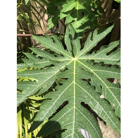 Fresh Papaya Leaves 4 oz.