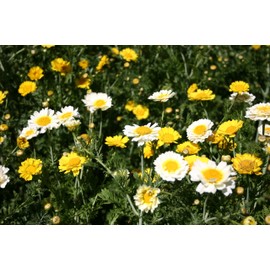 TomorrowSeeds - Garland Crown Daisy Seeds - 6000+ Count - for 2026 Planting Yellow White Chrysanthemum Edible Greens Shungiku Tong Ho Glebionis Coronarium Flower Grow Your Own Home Farm Patio Healthy