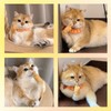 Seawah 6PCS Mini Hands for Cats - Funny Tiny Hands