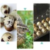 Cabilock Pack of 12 24 Egg Boxes Quail Eggs Transparent