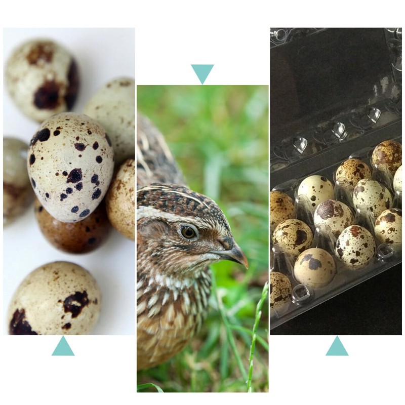 Cabilock Pack of 12 24 Egg Boxes Quail Eggs Transparent