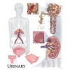 Urinary System Wall Chart, Unmounted