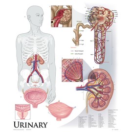 Urinary System Wall Chart, Unmounted
