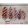 Unbranded Eastern White Pine Cones Natural Pinecones DIY Decor Project