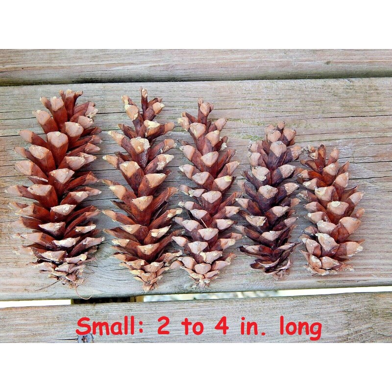 Unbranded Eastern White Pine Cones Natural Pinecones DIY Decor Project