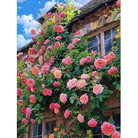 200+ Climbing Rose Seeds for Planting Outdoors - Vibrant Vine Flower, Long-Blooming Ornamental Garden Blooms (Pink)