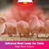 LUCKY HERP Infrared Heat Lamp for Chickens - 250 Watts