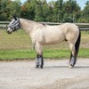 Dura-Tech Zebra Fly Horse Mask with Ears | Horse Comfort