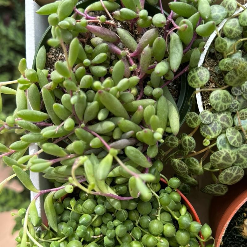 String Of Things Variety Box 4 Plants