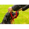 Gencon Large Headcollar Left Navy/Jade