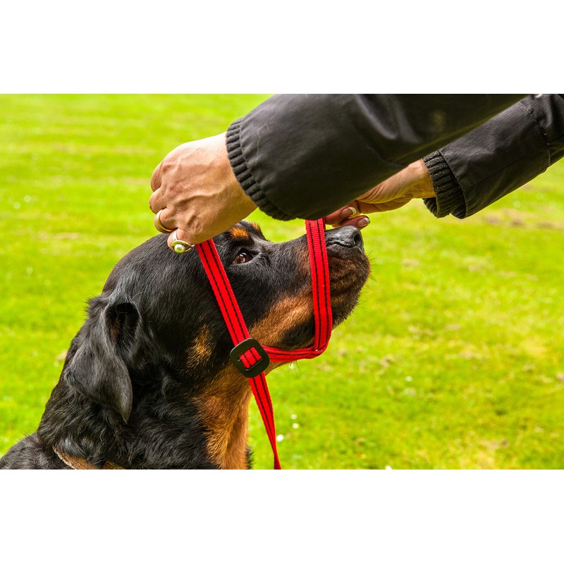Gencon Large Headcollar Left Navy/Jade
