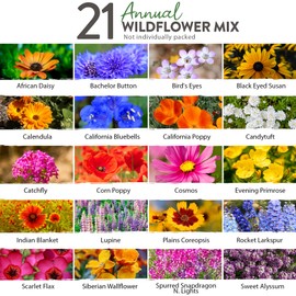 HOME GROWN HOME GROWN 49,000+ Wildflower Seeds: (2oz) Bulk Mix, 21 Varieties Wild Flower Mix - Bee and Butterfly Garden Pack - Native Annual Flowers for Planting for Your Garden