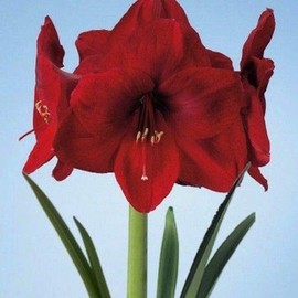 1 Amaryllis Carmen, Deep Red, Mahaogany Red, Large Bulbs, 32-34cm