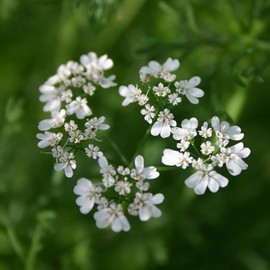 Aromatics International Aromatics International Pure Organic Coriander Essential Oil 15ml | Organic Essential Oils