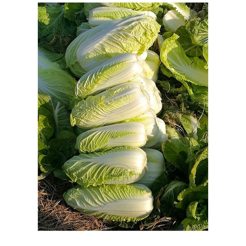 Unbranded 10gram/1200pcs