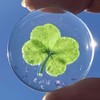 KIN-HEBI Real Four Leaf Clover Good Luck Pocket Token, Preserved,