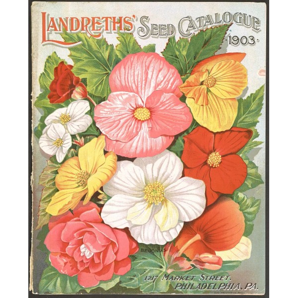 Unbranded flower Landreths' Seed Catalogue 1903 packet retro poster unframed