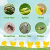 Mosqueda Fruit Fly Traps Fungus Gnat Traps Yellow Sticky Bug