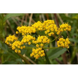 Buy Rare Seeds Zizia aurea | Golden Alexanders | 20_Seeds