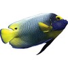 Angel Fish Wall Decal