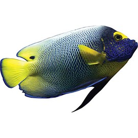 Angel Fish Wall Decal