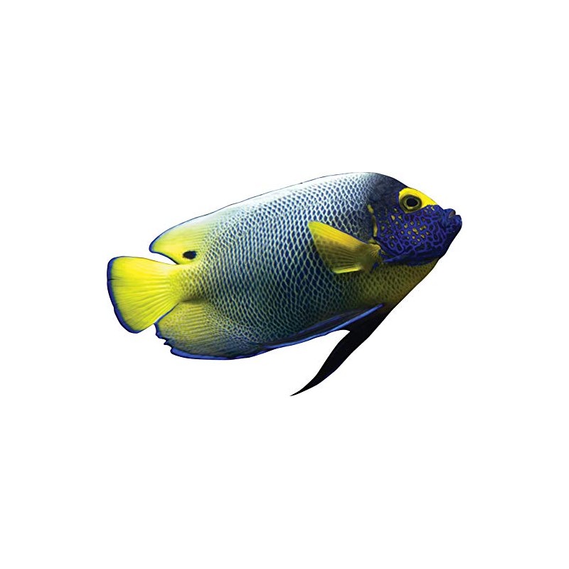 Angel Fish Wall Decal