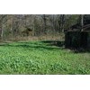 Whitetail Institute Imperial No-Plow Food Plot Seed (Spring and Fall