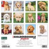 Just Goldendoodle Puppies 2023 Wall Calendar