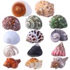 14PCS 14 Kind Natural Hermit Crab Shells Size 1" -