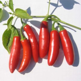 Serrano Tampiqueno Hot Pepper Garden Seeds - 1 Lb Bulk - Non-GMO, Heirloom Vegetable Gardening Seed