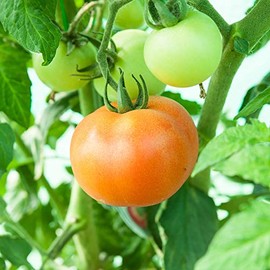 Tomato Seeds - Ponderosa Pink - 1 Oz ~7,500 Seeds - Solanum lycopersicum - Farm & Garden Vegetable Seeds - Non-GMO, Heirloom, Open Pollinated, Annual