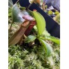 Carnivero Nepenthes Vetchii Kelabit Highlands x S.O.M. x L.V.B.