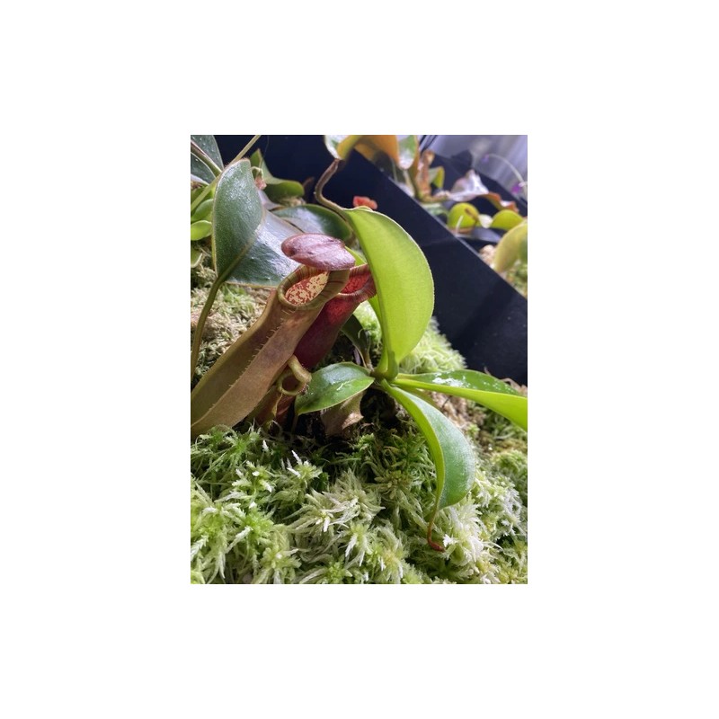Carnivero Nepenthes Vetchii Kelabit Highlands x S.O.M. x L.V.B.