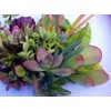 25 (25 varieties) Succulent CUTTINGS