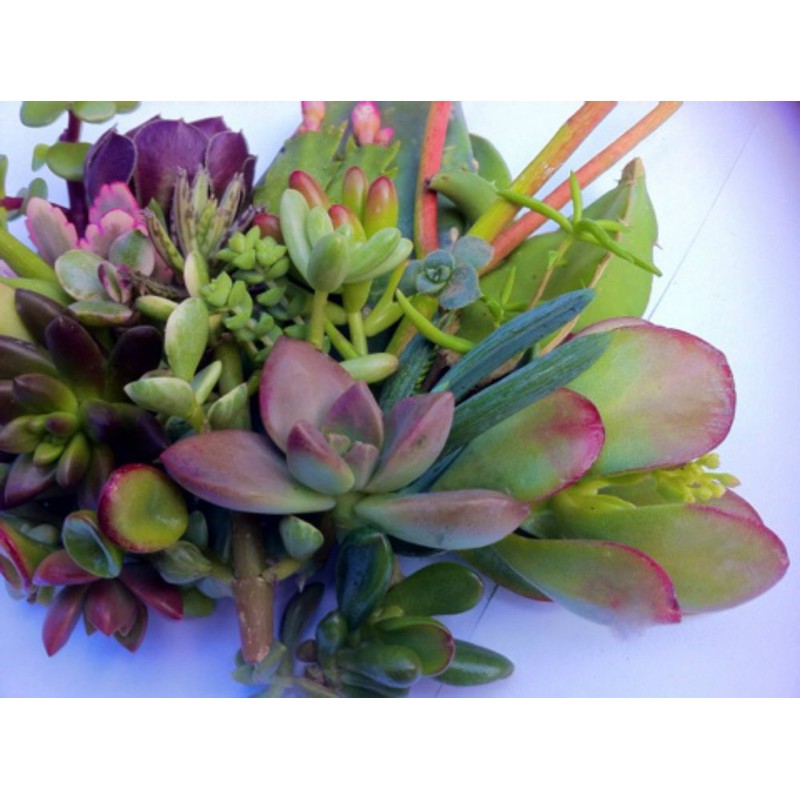 25 (25 varieties) Succulent CUTTINGS