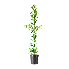 Eagleston Holly Ilex | 3 Large Gallon Size Plants | Low Maintenance Evergreen Hedge Tree Beautiful Red Berries