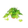 Pothos Neon - 8" from California Tropicals
