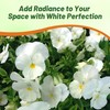 Outsidepride White Perfection Viola Pansy Seeds for Planting - 1000