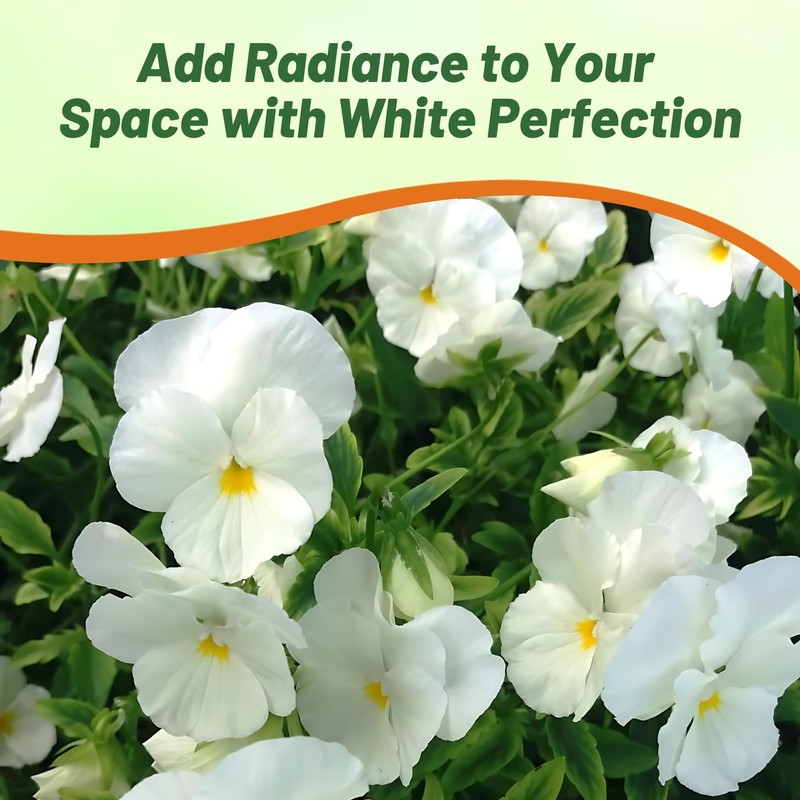 Outsidepride White Perfection Viola Pansy Seeds for Planting - 1000