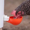 Phoenix 4 Chicken Automatic Watering Cups Poultry Drinker Waterer Chicken