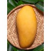 Tropicbloom Botanics Big Grafted Mango (Mangifera ) Nam Doc Mai