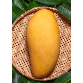 Tropicbloom Botanics Big Grafted Mango (Mangifera ) Nam Doc Mai Live Fruit Tree (1.5-3 ft) Indica